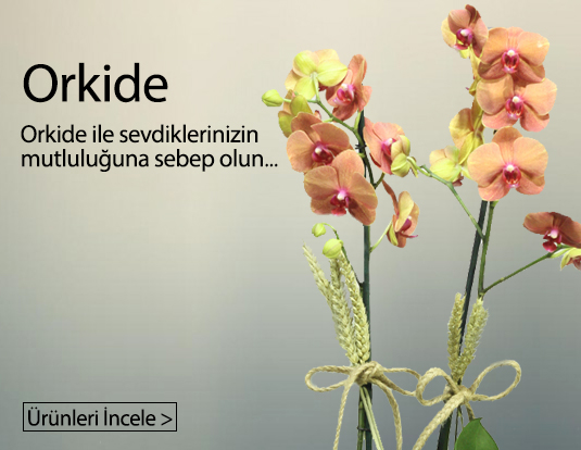 İzmir Bayraklı Orkide çiçek siparişi